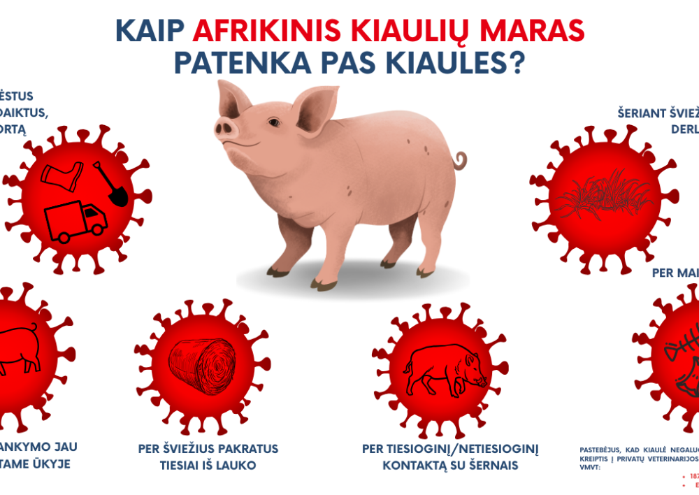 Pirmasis šiemet afrikinio kiaulių maro protrūkis – kiaulių ūkyje Latvijoje