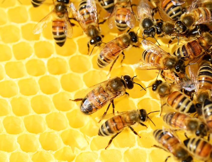 Informacija bitininkams apie paramos tvarkos pakeitimą