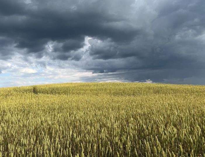 Pratęstas terminas ūkininkams teikti prašymus kompensuoti lietingų orų nuostolius 